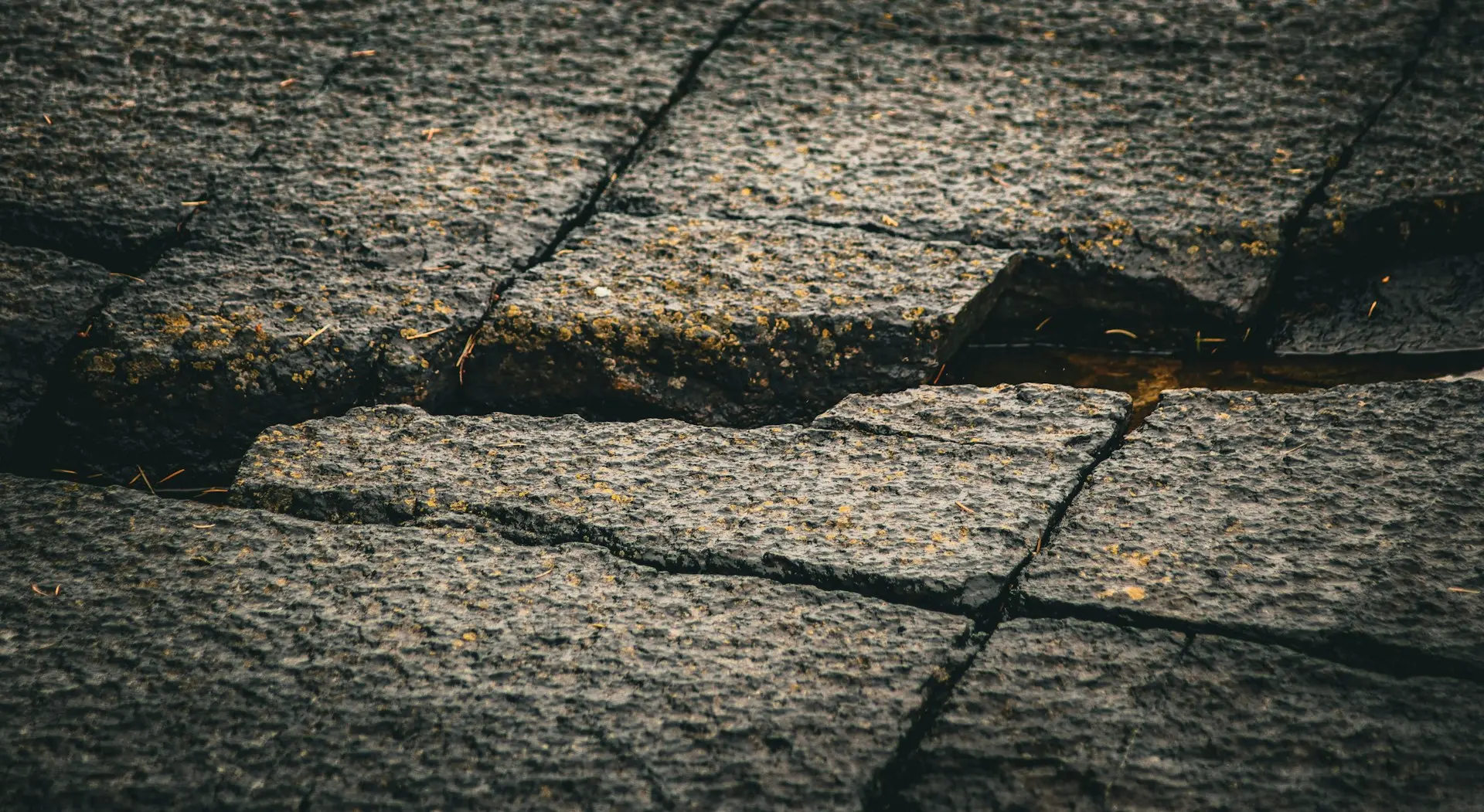 a shadow of a tree on a dirt surface