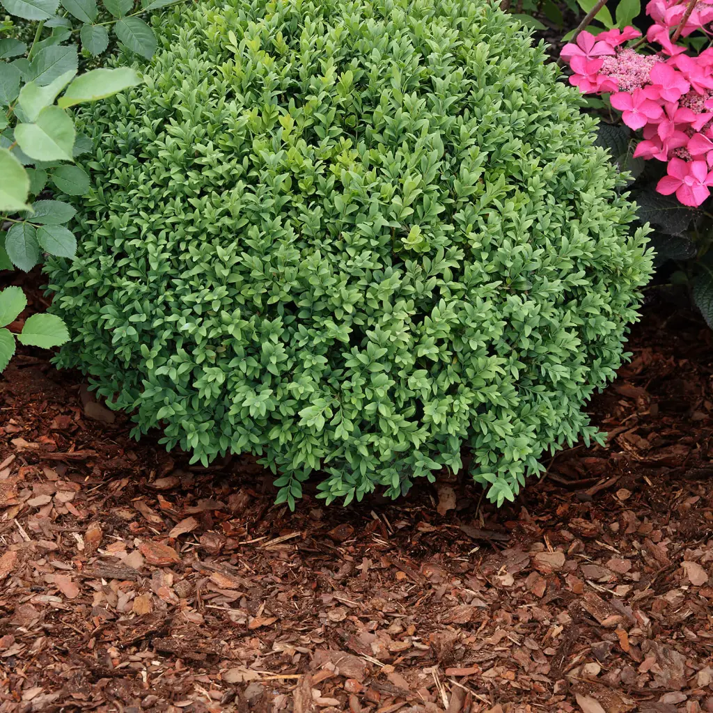 MUX60-Rindenmulch-Kiefer-Mix-Anwendung1.webp