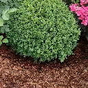 MUX60-Rindenmulch-Kiefer-Mix-Anwendung1.webp