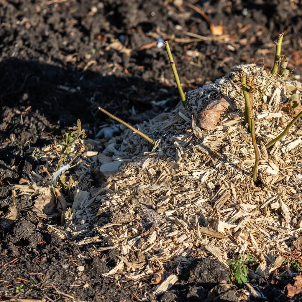 MIS25-miscanthus-haecksel-Anwendung.webp