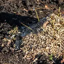 MIS25-miscanthus-haecksel-Anwendung.webp