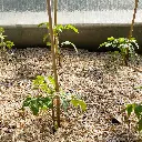 MIS25-miscanthus-haecksel-Anwendung3.webp